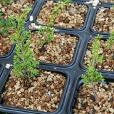 Razmnožavanje kleke reznicama kod kuće